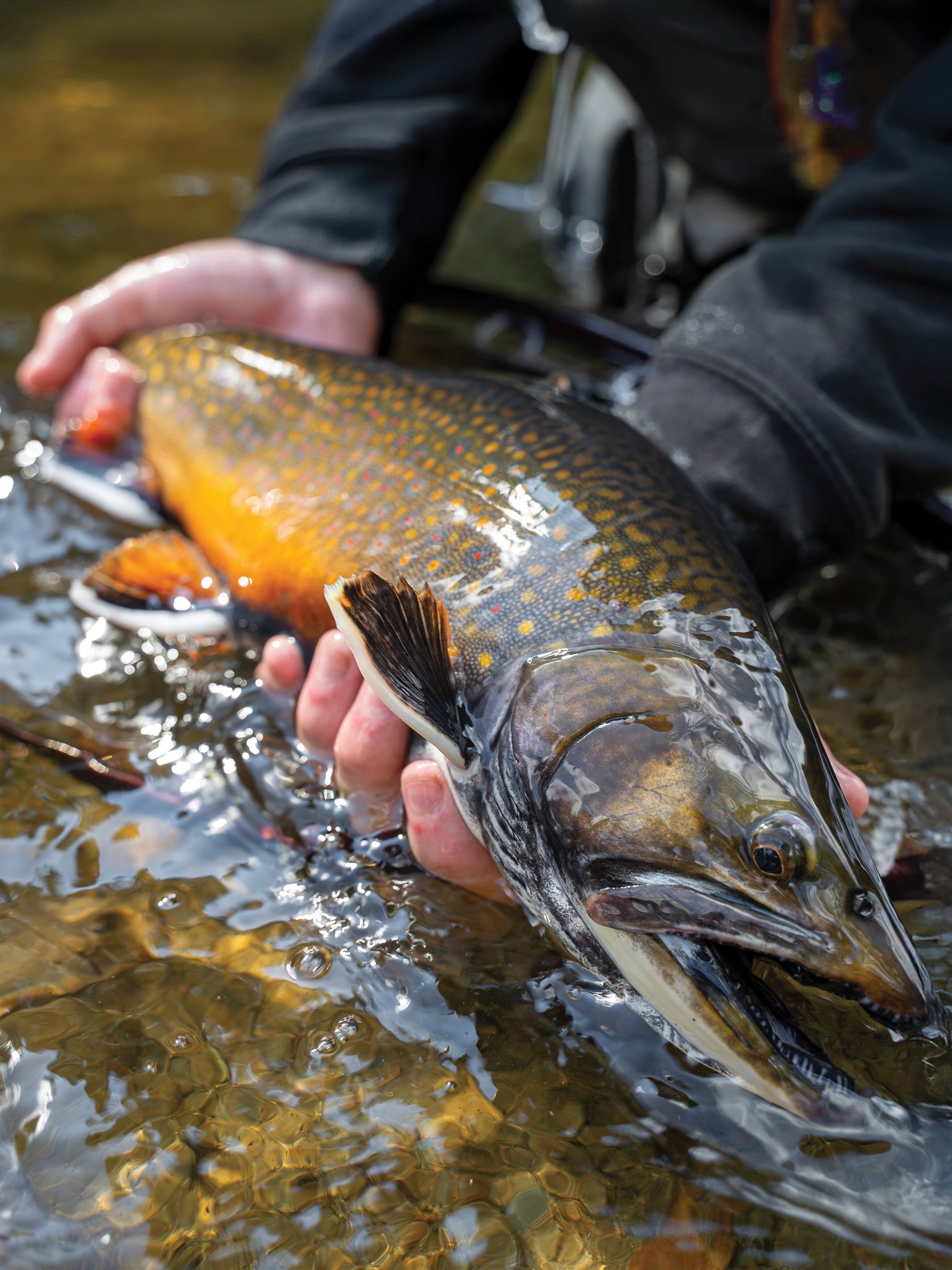 Selene's Fly Shop Home | Selene's Fly Shop